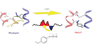 Light causes specific changes in the structure of rhodopsin